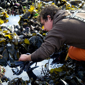Student taking sample in a tidepool