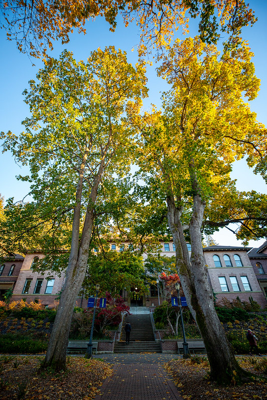 Tall trees in full fall color in front of brick campus building with blue sky behind